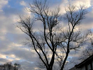 tree silhouette