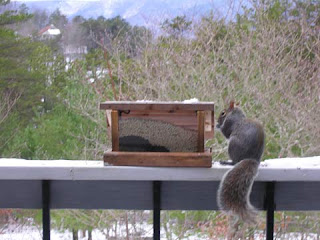 squirrel at feeder