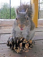 gray squirel