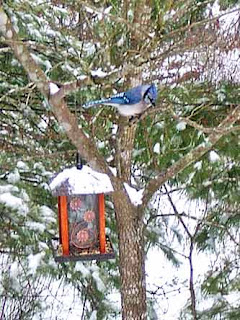 bluejay