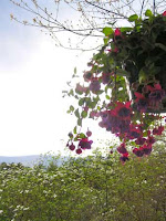 hanging basket