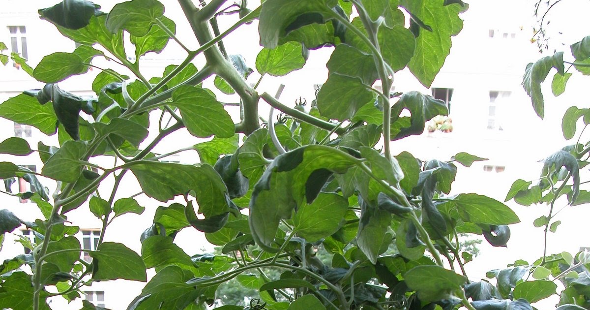 Paris Cote Jardin Mes Petits Secrets Pour Recolter Plein De Tomates
