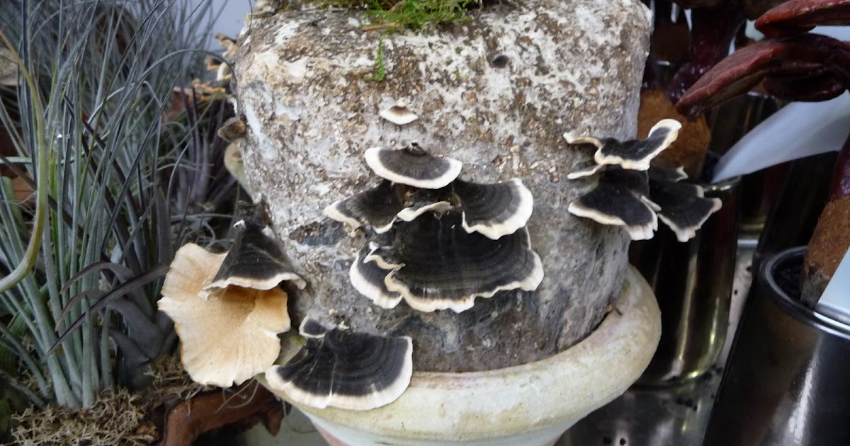 Paris côté jardin Des champignons comme plantes d