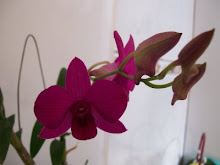 ORQUIDEA