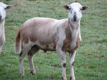 Twin from a yearling ~ Seven month old ram lamb.