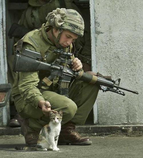 [kitties_not+war.bmp]