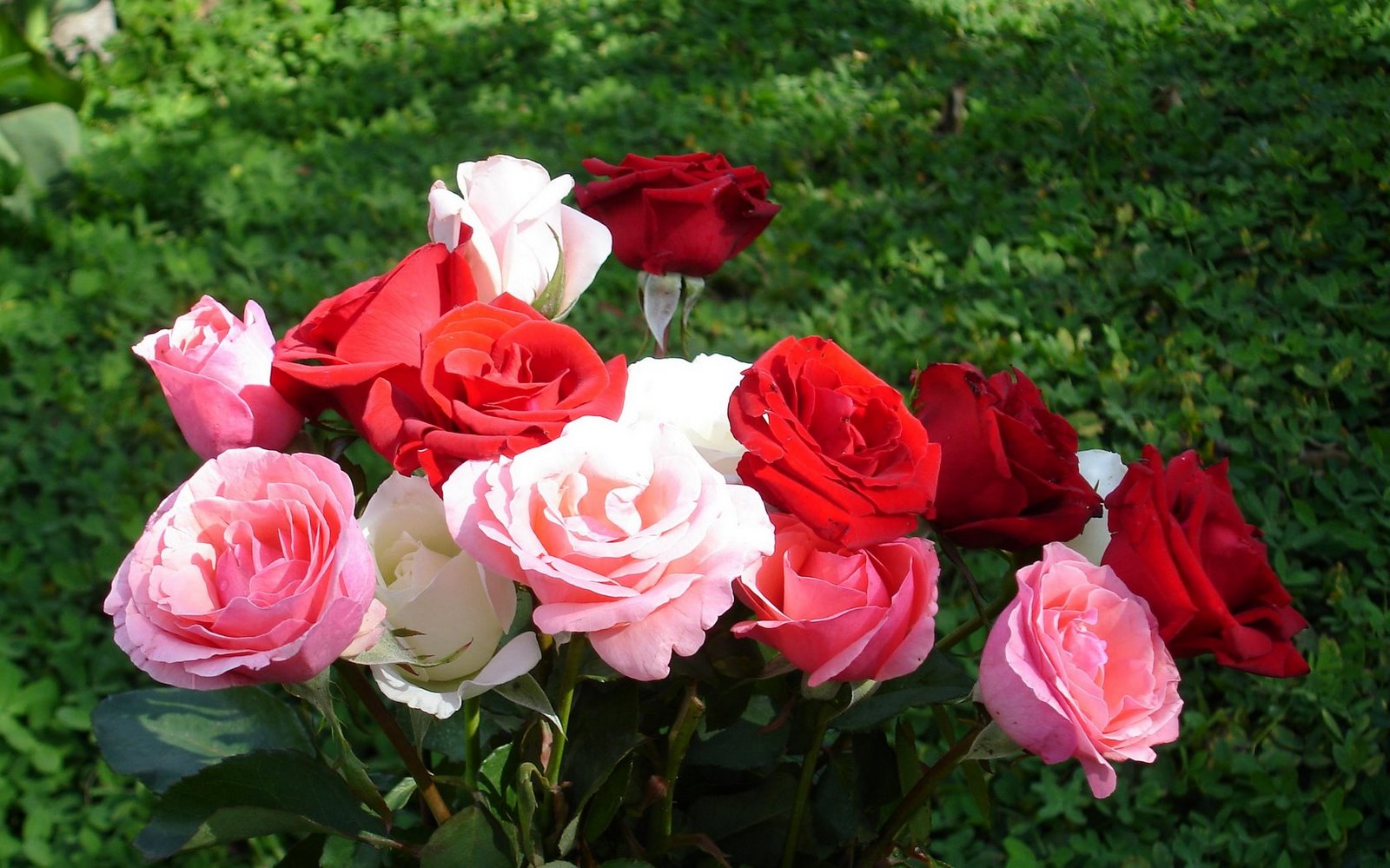 [roses-widescreen-854.jpg]