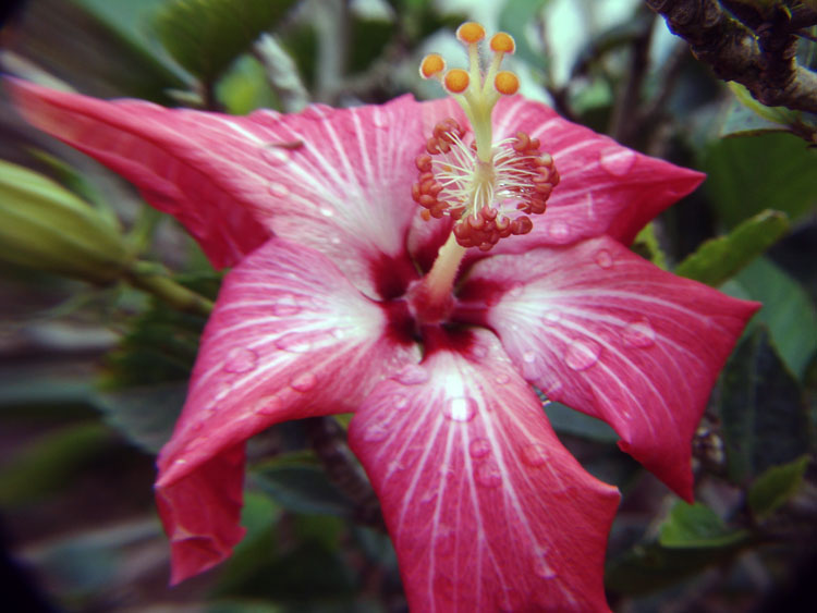 [flor_de_cemiterio.jpg]