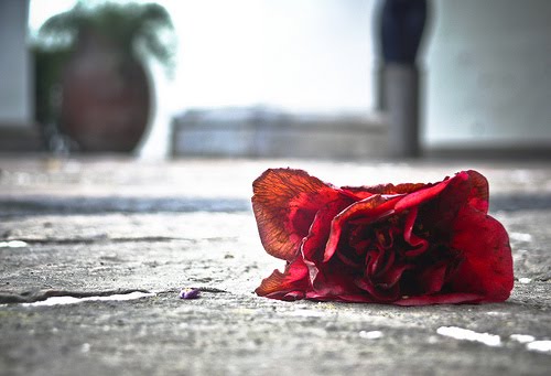 [rosa_caída.jpg]
