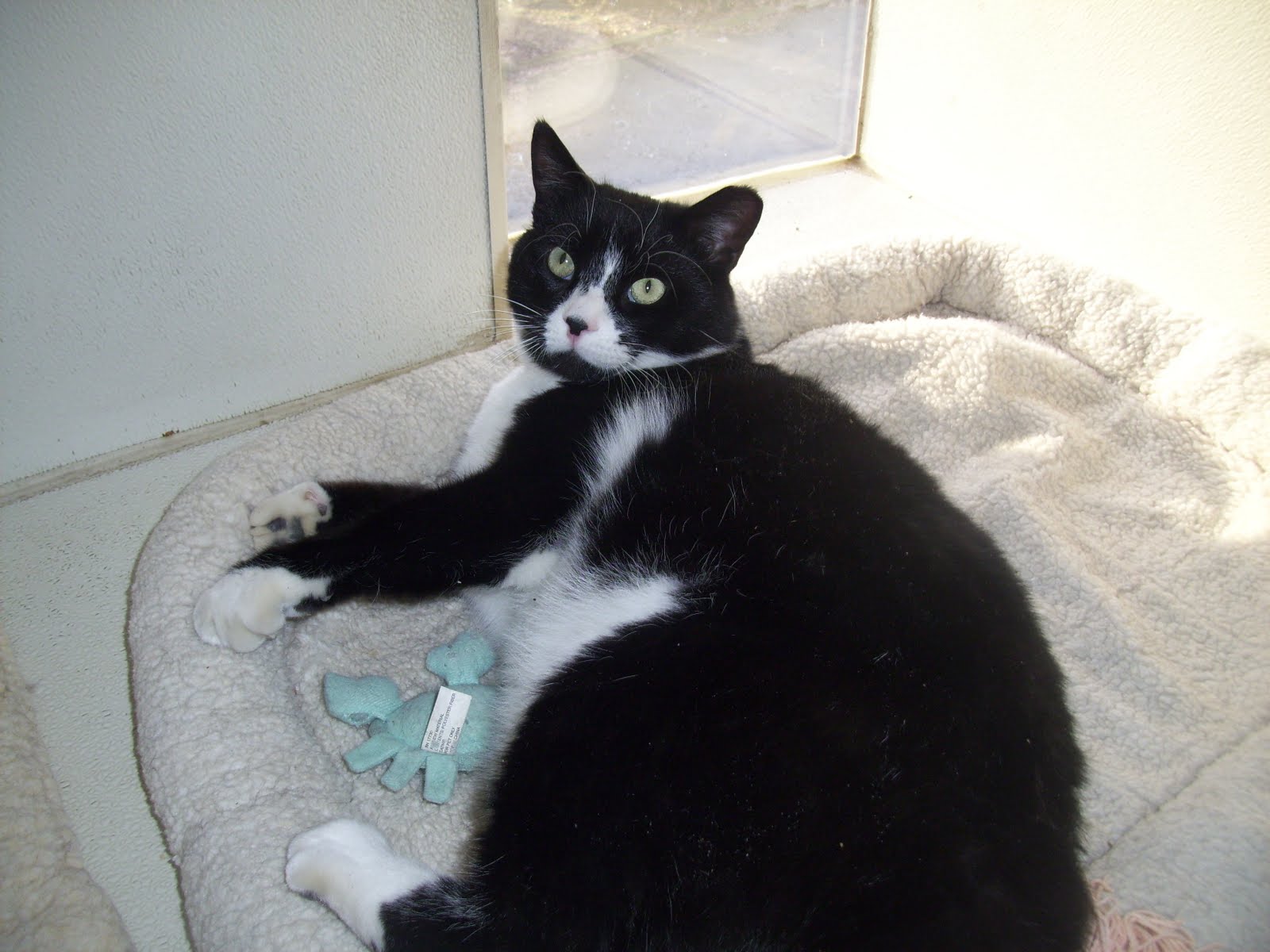 Best Friends Chadds Ford