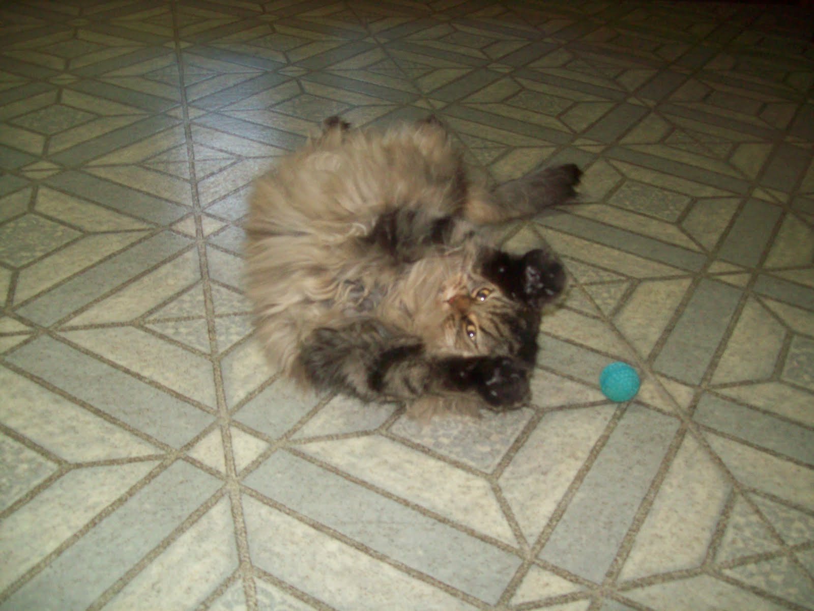 Best Friends Chadds Ford