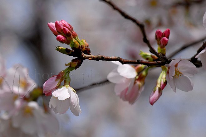 [blossoms2.jpg]