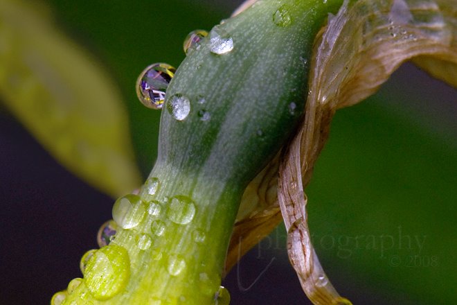 [springdrops-2.jpg]