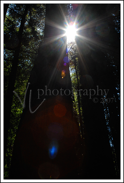 [redwoods.jpg]