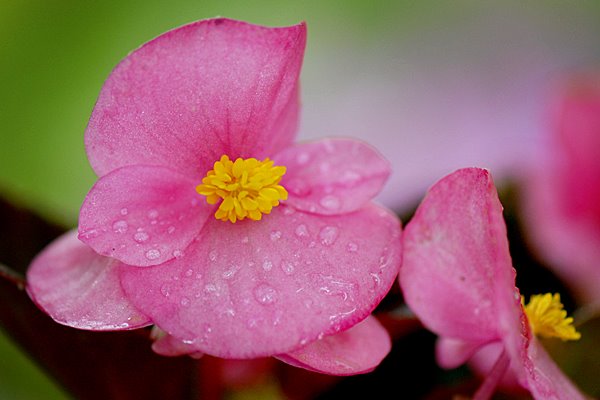 [flowers7.jpg]