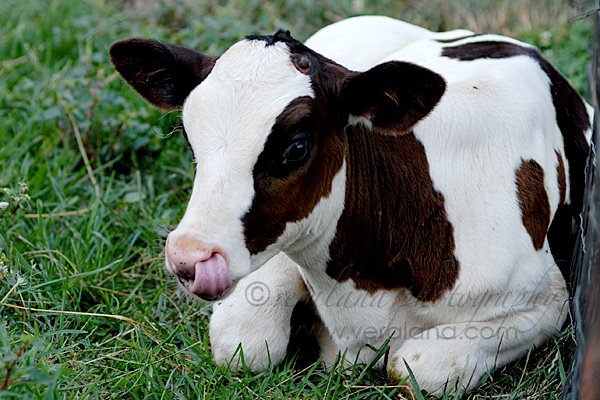[farm1.jpg]
