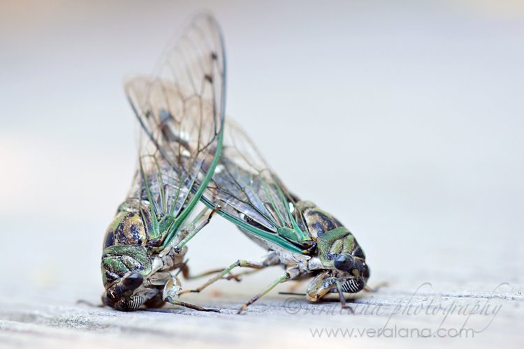 [cicadas.jpg]