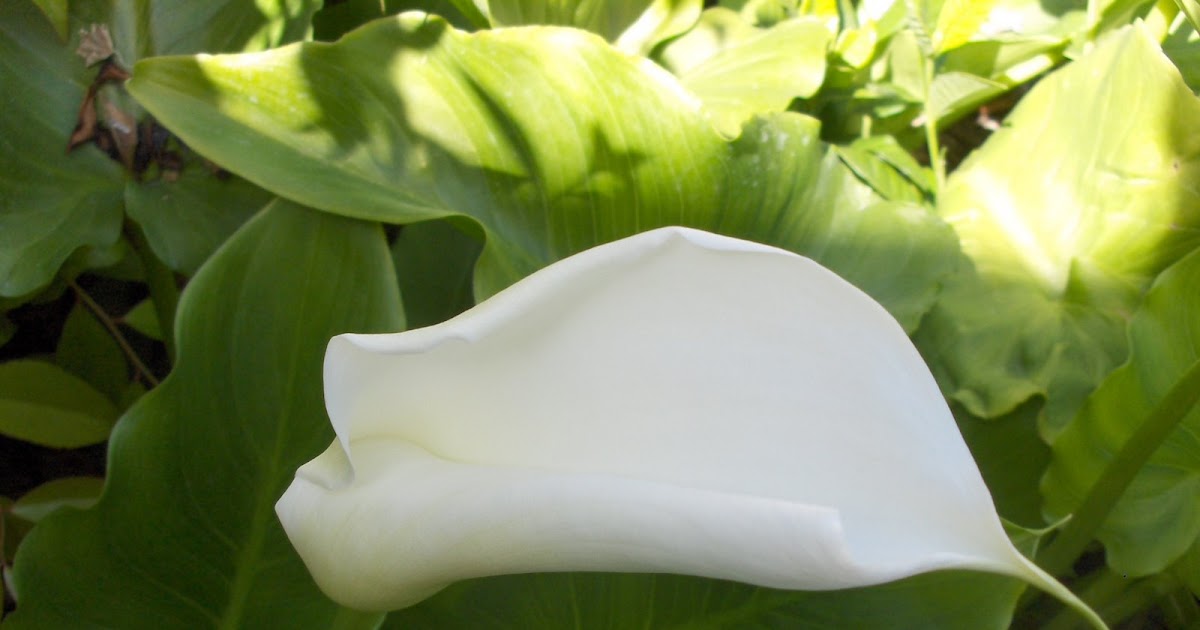 My California Garden in Zone 23 Calla Lilies