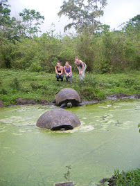 2 giant toritoises having a bath in a pond thing