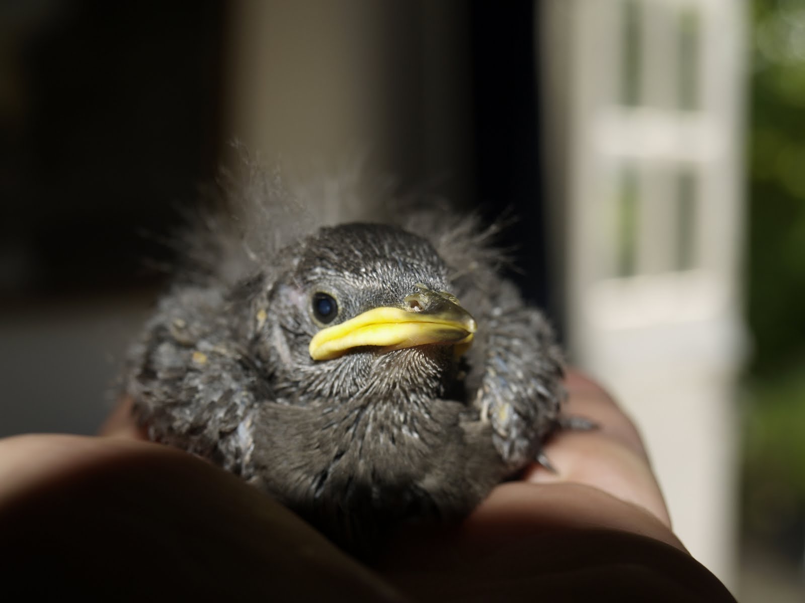 Helen Varras' personal notes: Dopey the little baby starling