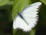 Fotografia mea