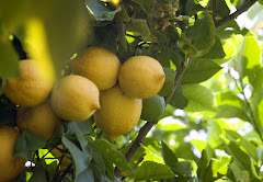 jon and kim's lemon tree