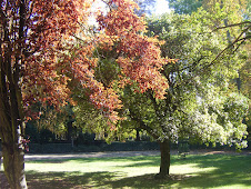 EL OTOÑO Y SUS COLORES