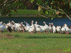 White Ibis, flock