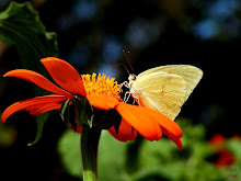 SULPHUR ON MEXICAN SUNFLOWER