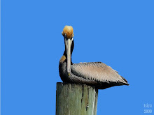 Brown Pelican Pelicanus occidentalis