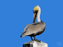 Brown Pelican white neck