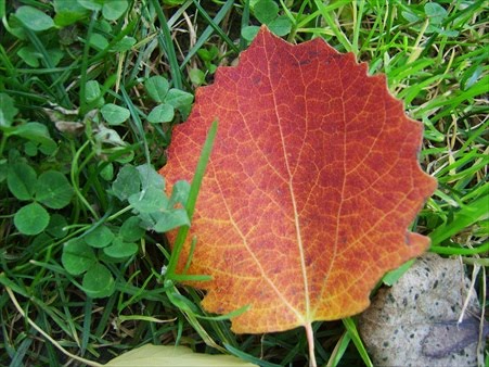 Autumn leaf