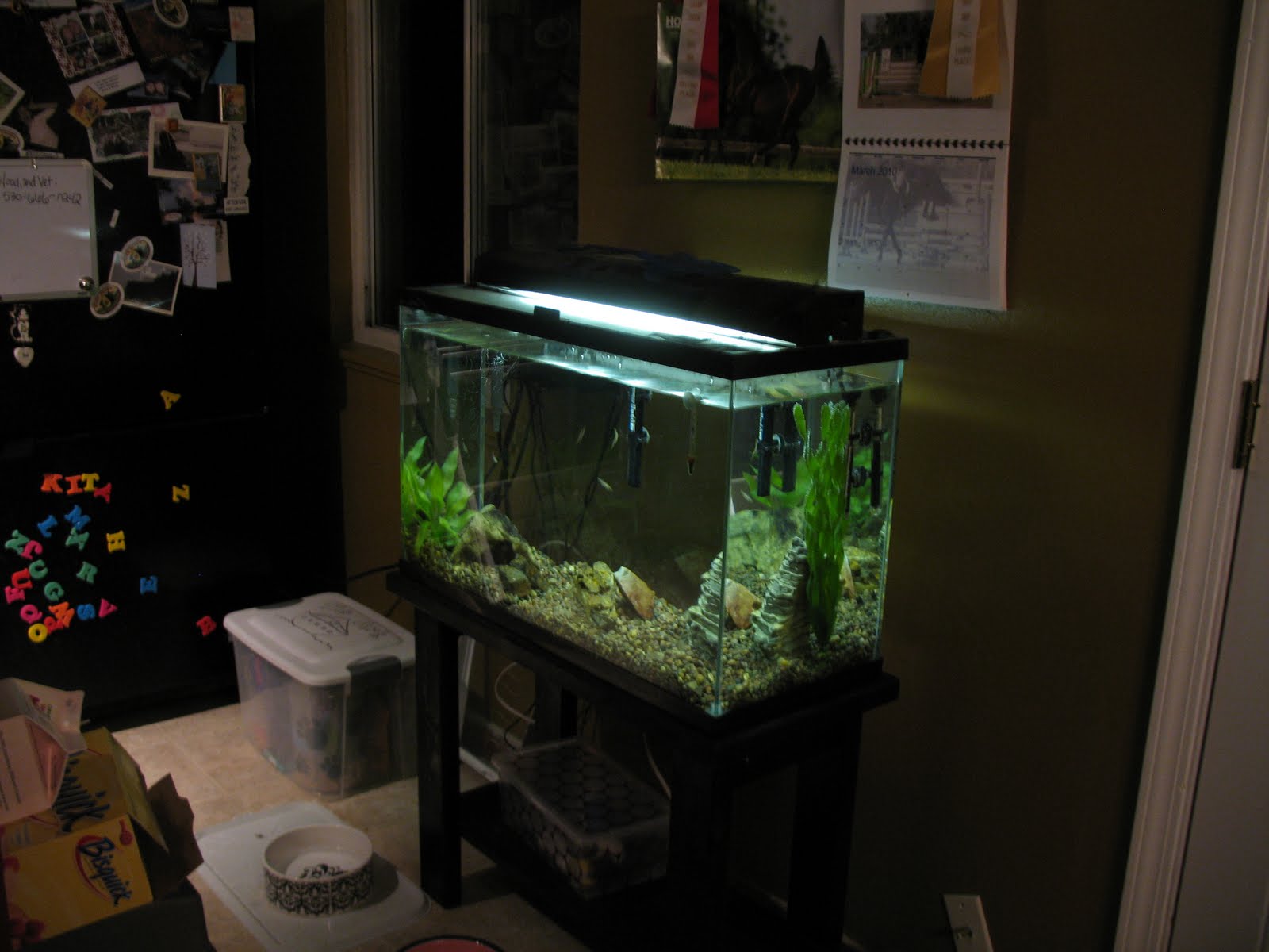 [Fish+Tank+Antelope+Street+005.JPG]