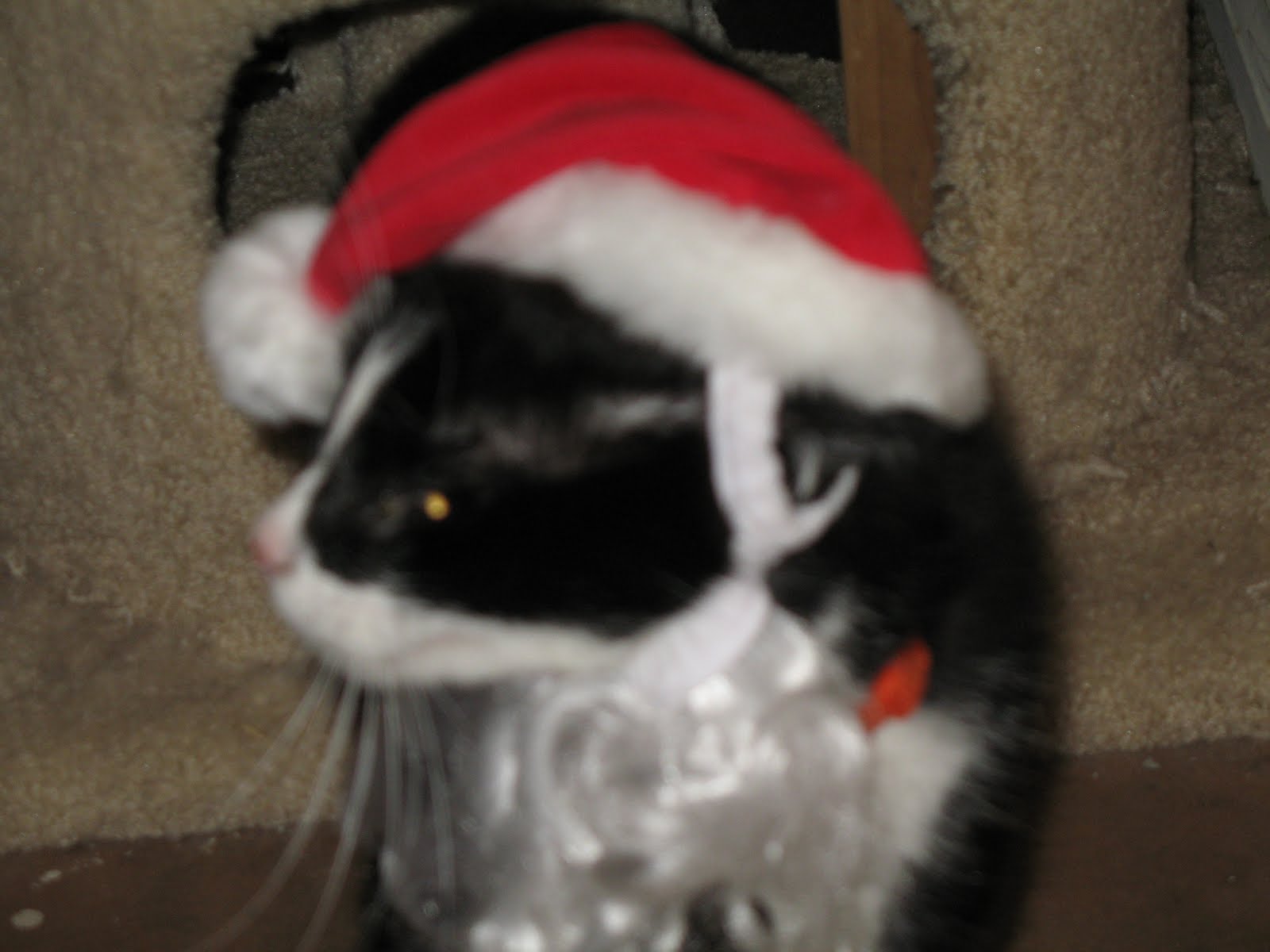 [Need+to+be+sorted+270.JPG]