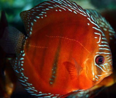 red-discus-profile.jpg