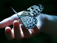 Gentle Butterfly
