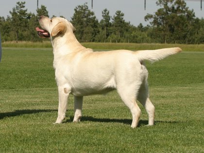 Labrador late muito Clearance