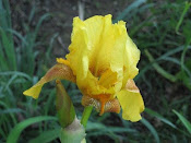 first iris 2010