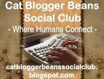 Cat Blogger Beans Social Club