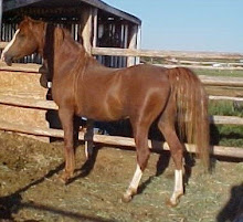 Banu Sanhadj Arabs