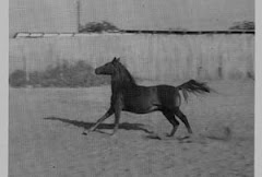 Banu Sanhadja Arabs