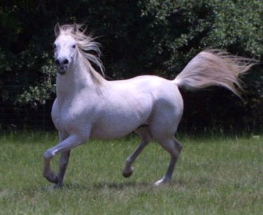 Banu Sanhadja Arabs