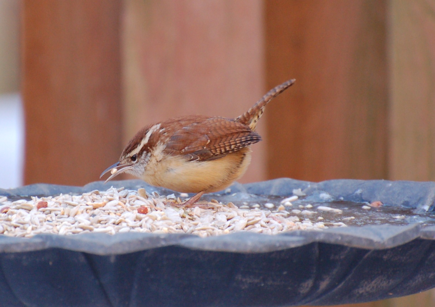 Birding In Northern VA. World Bird Wednesday 5