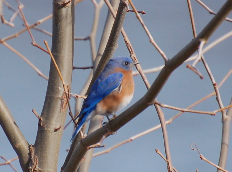 Birding In Northern VA. January 2011