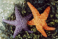 Starfishes Become Friends