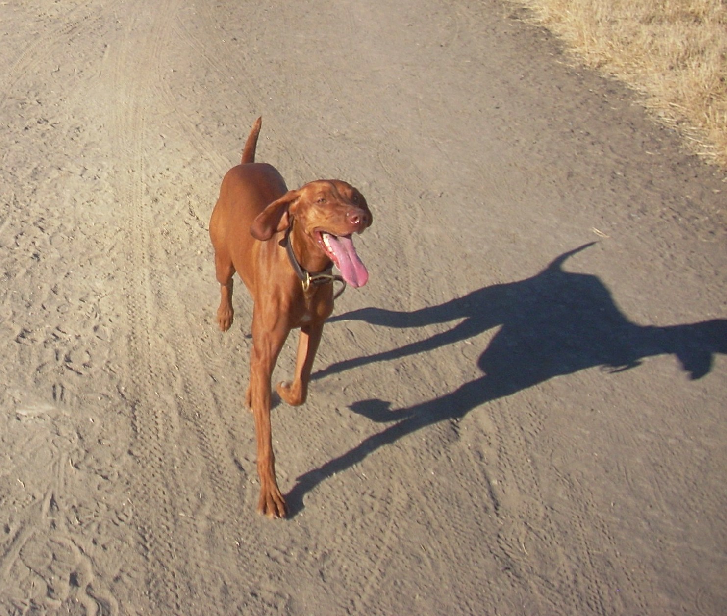 redbirddog a hungarian pointer (vizsla) blog The Personality of a