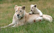 Felino Albino