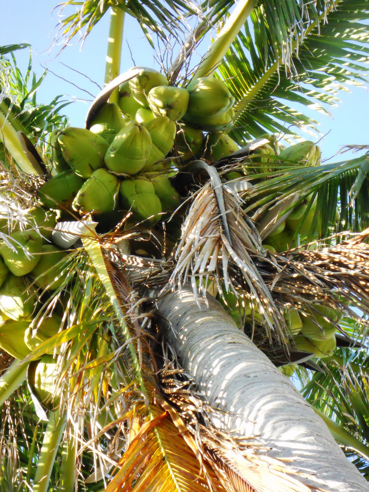 c squared How to Get Coconuts off the Tree