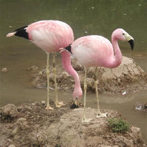 [flamingók+(Small).jpg]