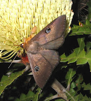 moth owlet esperance fauna